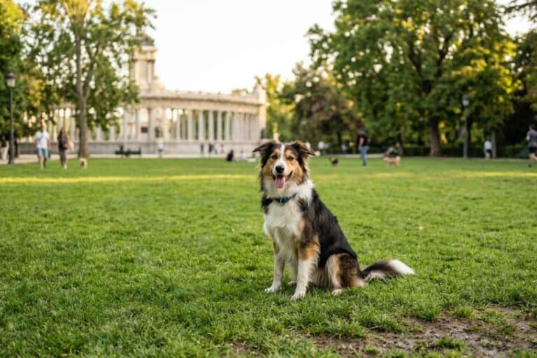 Madrid pet friendly